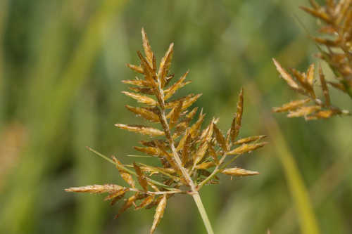 Cyperus esculentus #4